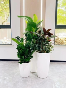 宁波杭州湾绿化修剪方案